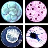 a developing sea urchin embryo, a frog skin cell, a neuron in the g0 phase, and an 8 cell zebra danio fish embryo