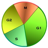 representation of the phases of the cell cycle: interphase, G1 phase, DNA synthesis phase, G2 phase, mitotic phase