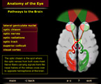 visual pathways in the brain optic nerve screenshot