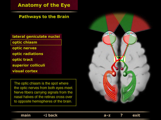 neural pathways of vision and perception in the brain visual cortex screenshot