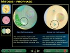 compare and contrast plant and animal cell centrosomes and microtubule organizing centers screenshot