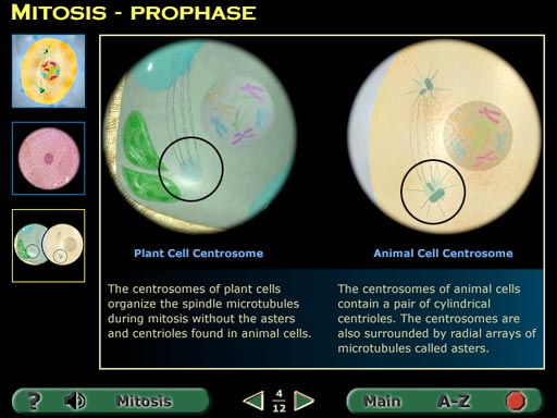 plant and animal cell quiz. in Plant and Animal Cells