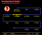 embryonic development of the vertebrate eye lens retina screenshot