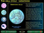 embryonic zebrafish dividing by mitosis cell division screenshot