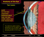 tear layers of the eye anatomy eyelids screenshot