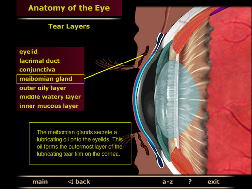 tear film of the eye watery oily mucous layer meibomian gland lacrimal gland screenshot