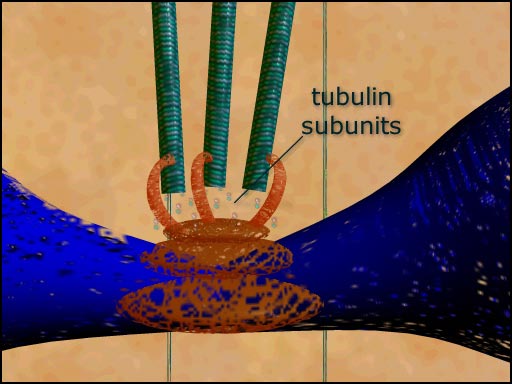 spindle microtubules at the kinetochore in anaphase screenshot