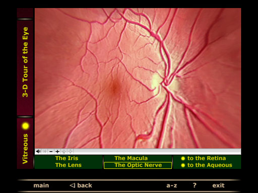 3-D QuickTime panorama of the vitreous macula optic nerve lens iris retina screenshot