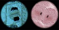 plant and animal cell microscope pictures of chromosomes at telophase of mitosis