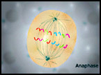 anaphase in an animal cell animation screenshot