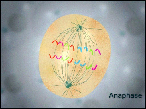 mitosis in the animal cell the chromosomes separate at anaphase animation screenshot
