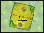 forming cell plate in a plant cell during cytokinesis screenshot