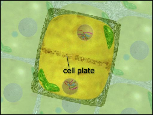 plant cell mitosis telophase and cytokinesis screenshot