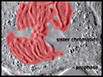 sister chromatids in an amphibian lung cell lining up at the metaphase plate during prophase of mitosis screenshot