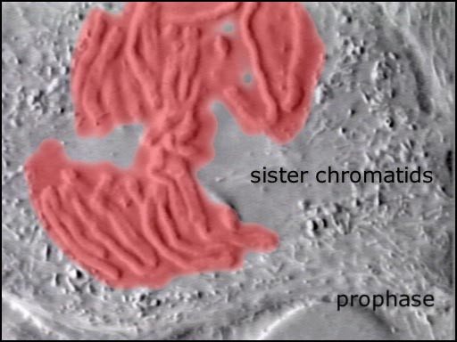 mitosis time-lapse video of chromosomes in prophase and prometaphase screenshot