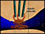 tubulin subunits at the chromosome kinetochore during anaphase screenshot